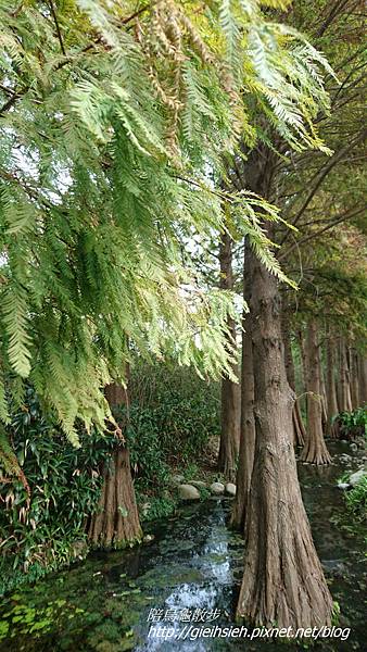 【陪烏龜散步】20161224 彰化菁芳園 落羽松