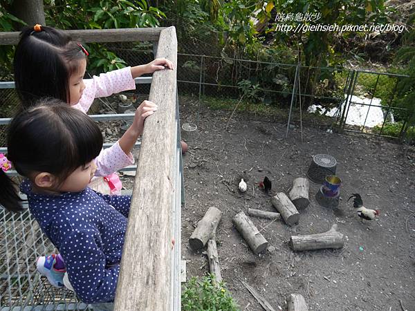 【陪烏龜散步】20161224 彰化菁芳園 落羽松