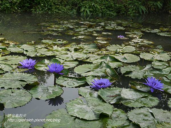 【陪烏龜散步】20161224 彰化菁芳園 落羽松