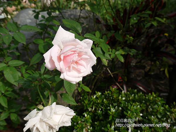 【陪烏龜散步】20161224 彰化菁芳園 落羽松