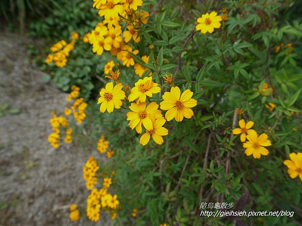 【陪烏龜散步】20161224 彰化菁芳園 落羽松