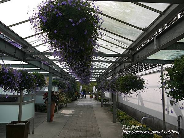 【陪烏龜散步】20161224 彰化菁芳園 落羽松