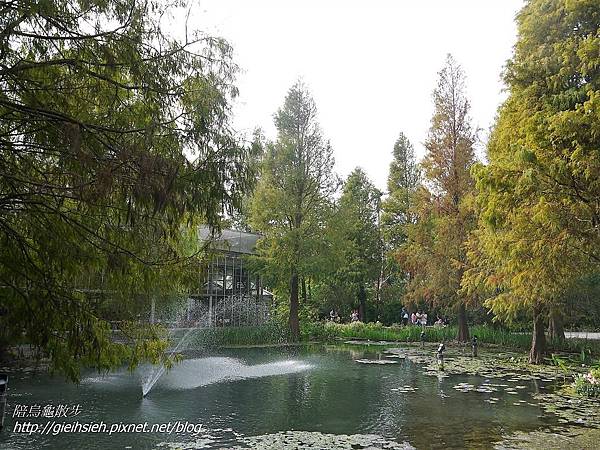 【陪烏龜散步】20161224 彰化菁芳園 落羽松