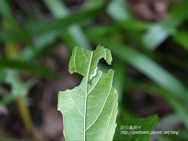 【陪烏龜散步】20170115圓通寺步道 豹紋蝶 白裳貓蛺蝶