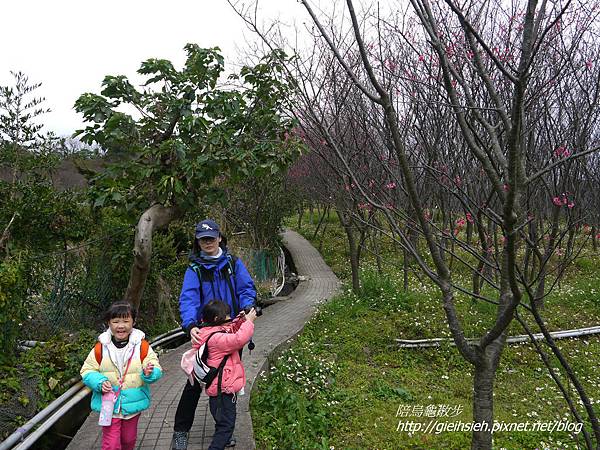 【陪烏龜散步】20170212 賞櫻 東昇步道