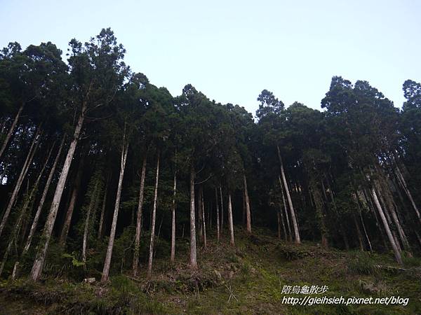 【20170228 杉林溪二日遊】賞櫻、健行:柳杉