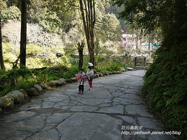 【陪烏龜散步】20170228 杉林溪賞櫻健行_青龍蕨類步道