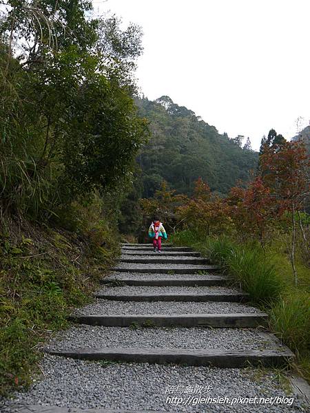 【陪烏龜散步】20170228 杉林溪賞櫻健行_樂山步道