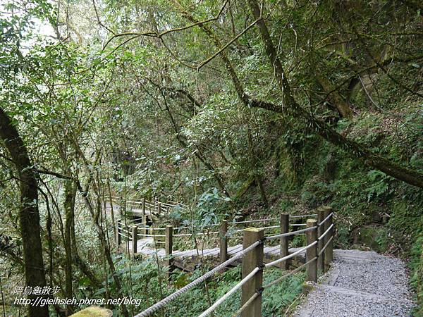 【陪烏龜散步】20170228 杉林溪賞櫻健行_樂山步道