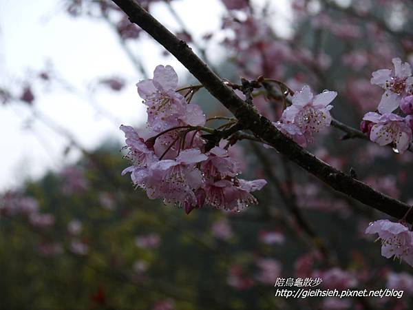 【20170228 杉林溪二日遊】賞櫻、健行