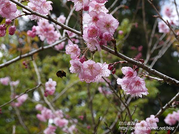 【20170228 杉林溪二日遊】賞櫻、健行