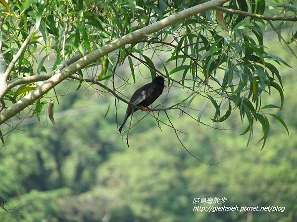 【陪烏龜散步】20170312 貴子坑水土保持園區_紅嘴黑鵯