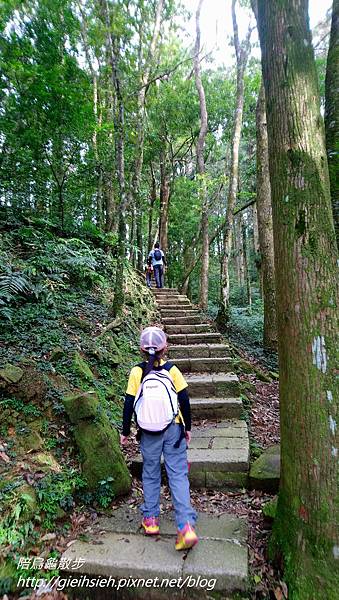 【陪烏龜散步】20180304 東眼山國家森林遊樂區~自導式步道~東眼山三角點H1212m~台灣小百岳