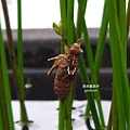 【陪烏龜散步】20190330台北植物園、腊葉館、南門町三二三