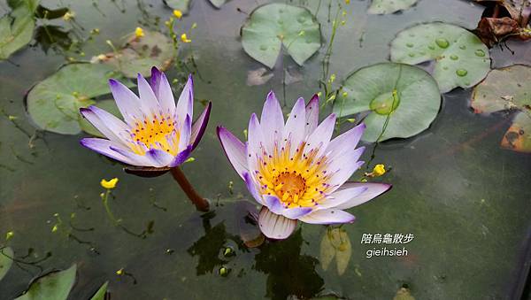 【陪烏龜散步】20190330台北植物園、腊葉館、南門町三二三