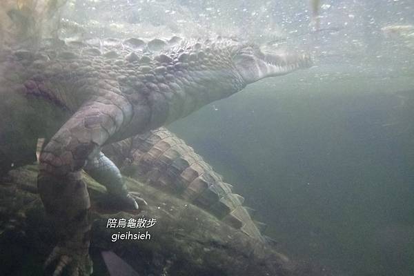 【陪烏龜散步】20190803褐林鴞之夜 臺北市立動物園夜間開放期間限定