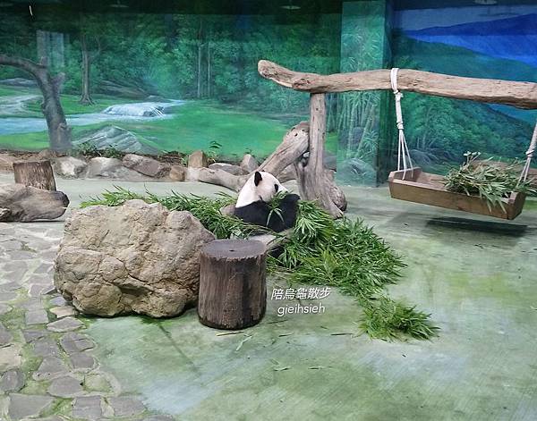 【陪烏龜散步】20190803褐林鴞之夜 臺北市立動物園夜間開放期間限定