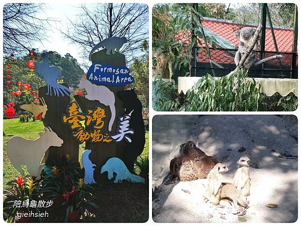 【陪烏龜散步】20190203木柵動物園 台北市立動物園