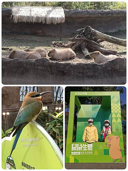 【陪烏龜散步】20200131 木柵動物園 台北市立動物園
