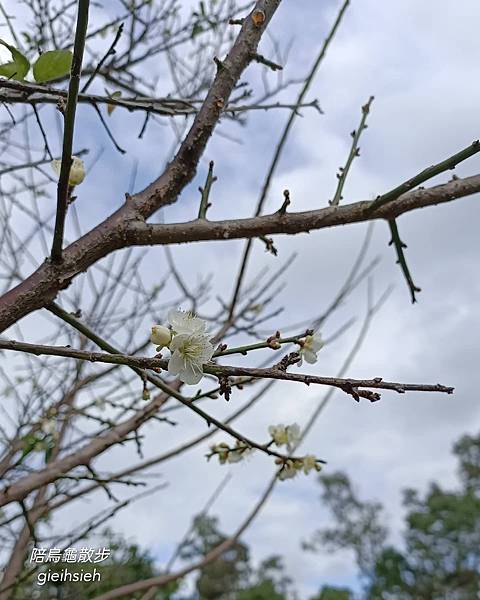 【陪烏龜散步】20210102 賞花