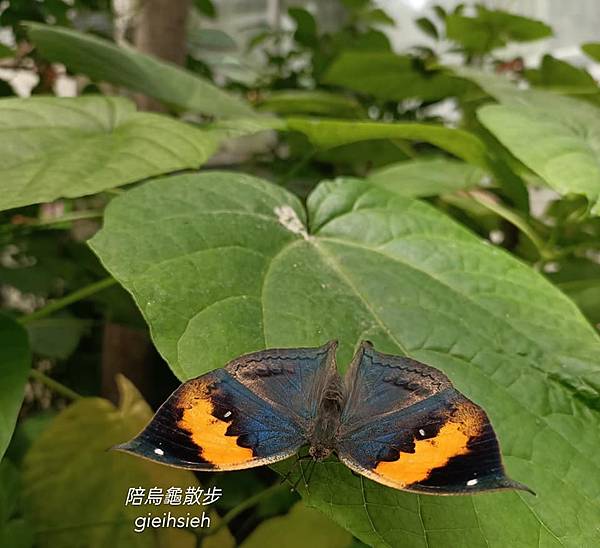 【陪烏龜散步】臺北市立動物園昆蟲館 枯葉蝶