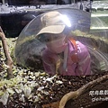 【陪烏龜散步】臺北市立動物園昆蟲館