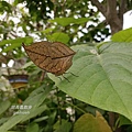 【陪烏龜散步】臺北市立動物園昆蟲館 枯葉蝶