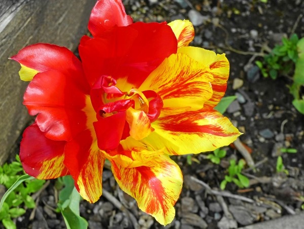 2017-4-009.jpg 2017-4-009.jpg