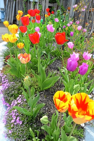 2017-4-027.jpg 2017-4-027.jpg