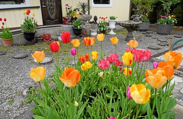 2017-4-037.jpg 2017-4-037.jpg