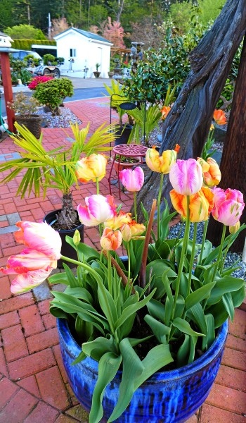 2017-4-099.jpg 2017-4-099.jpg