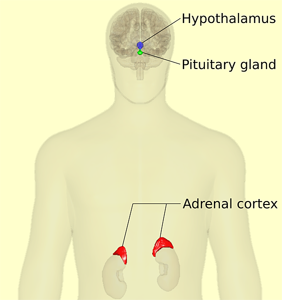 2000px-HPA-axis_-_anterior_view_(with_text).svg.png