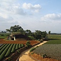 名間戰地茶園