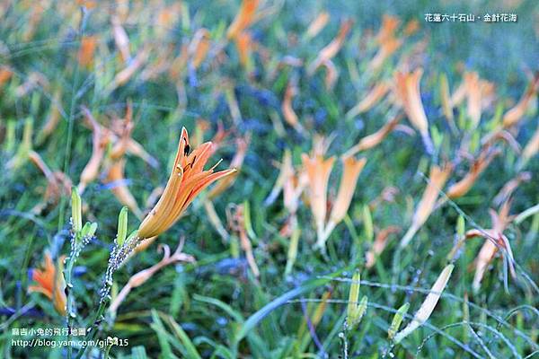 花蓮行0902-01六十石山-259