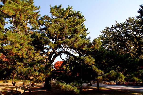 05-京都 京都御所  075