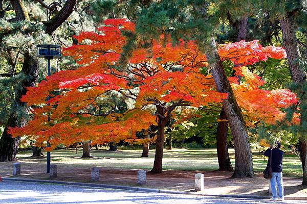 05-京都 京都御所  077