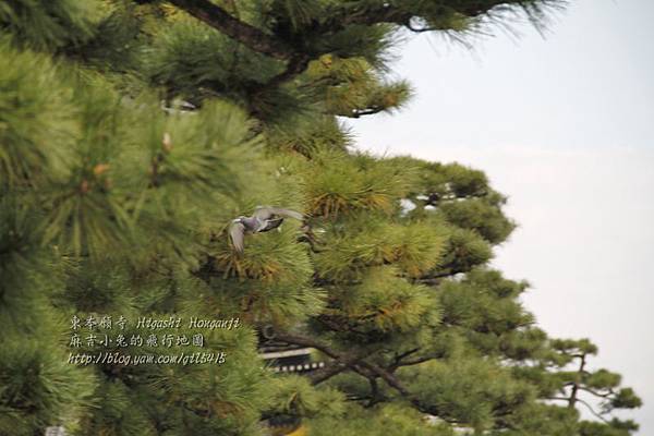 02-京都 東本願寺  034