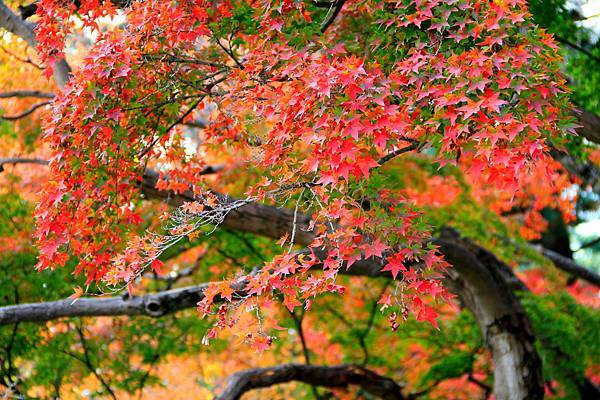 05-京都 京都御所  200