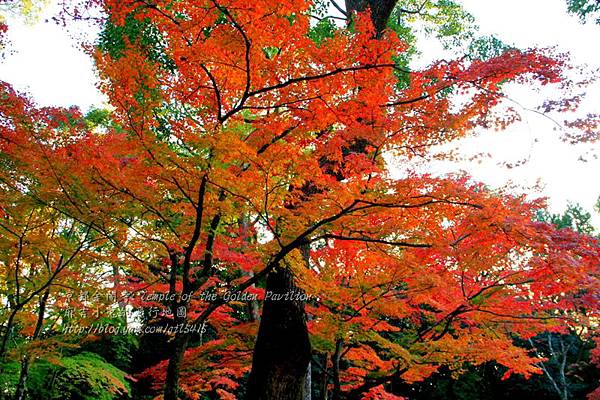 06-京都 金閣寺  065