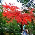 06-京都 金閣寺  246