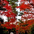 06-京都 金閣寺  271