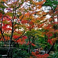 06-京都 金閣寺  295