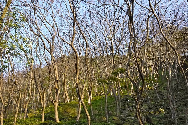 P1070766.jpg