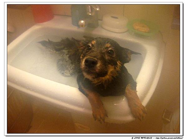 乖小路~~快洗好了厚~~~~~