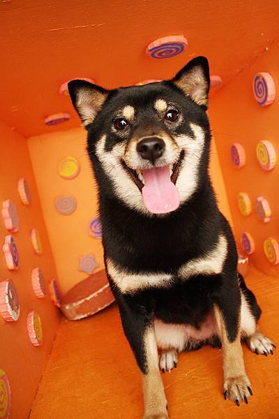 哇~~這張笑得最開心了呢~~~~^D^~