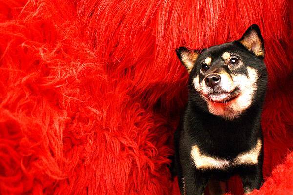 哇~GG最愛這張~~紅色的毛毛跟黑路路好配好配好配哦~~~^3^~~好意境的一張相兒~