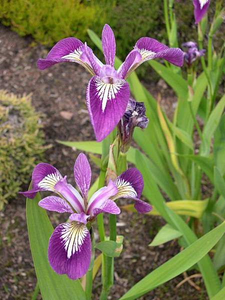 0617_20iris