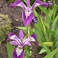 0617_20iris