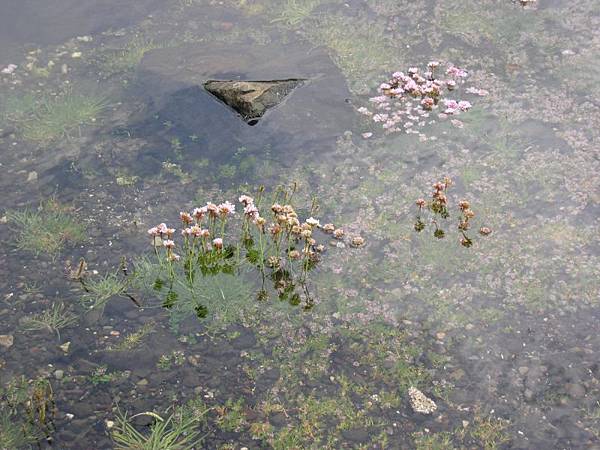 0620_47flowers in the water