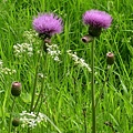 0620_51wild thistles